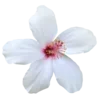 🌺