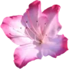 🌺