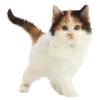 ⭐️