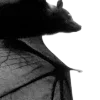 🦇