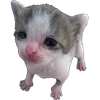 😿