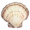 🐚