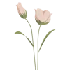 🌷