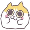 🐱
