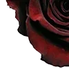 🌹
