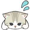 🐱