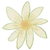 🌼