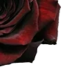 🌹