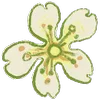 🌼