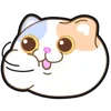 🐱