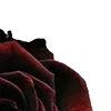 🌹