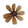 🌼