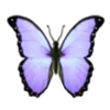 🦋