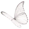 🦋