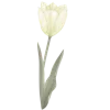 🌷