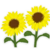 🌻
