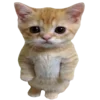 🐱