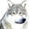 🐺
