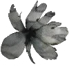 🪷