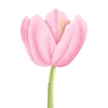 🌷