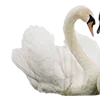 🦢