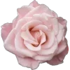 🌸
