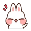 🐰