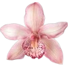 🌺