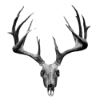 🫀