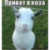 🐐