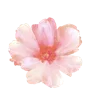 🌸