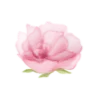 🌺