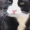 😾