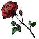 🌹