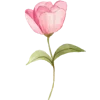🌸
