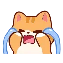 🐱