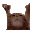 🐈