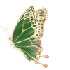 🦋