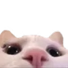 🐱