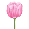 🌷