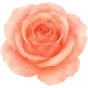 🌹