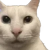 🐈
