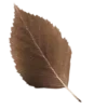 🍁