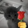 🌹