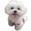 🐶
