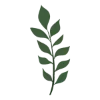 🌿