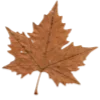 🍁