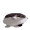 🐈‍⬛
