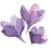 🌷