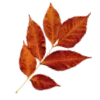 🍂